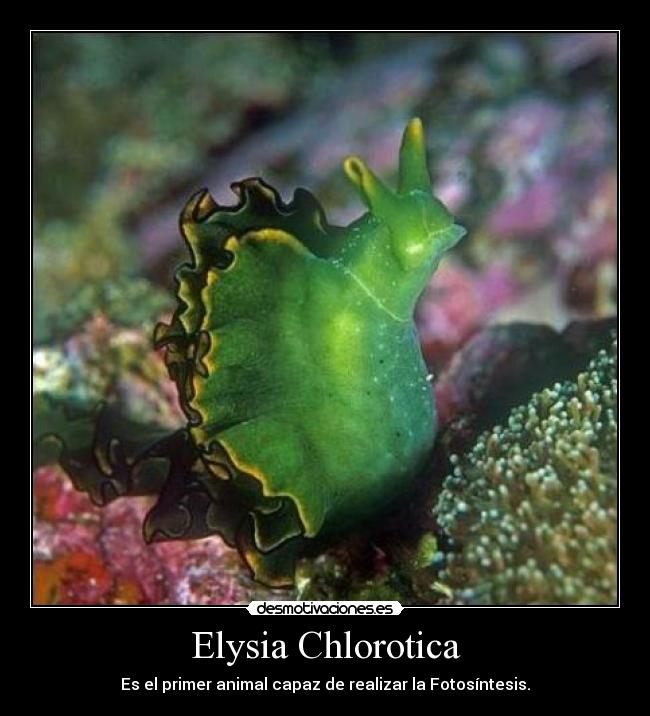 carteles daaisukke desmotivaciones