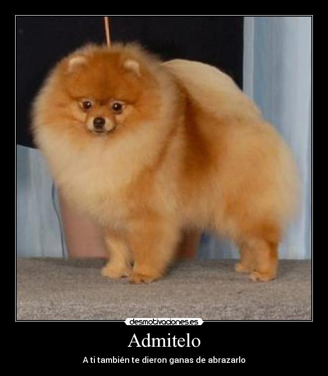 carteles admitelo ganas abrazarlo peludo perro tierno carinoso lindo animal pequeno desmotiva desmotivaciones