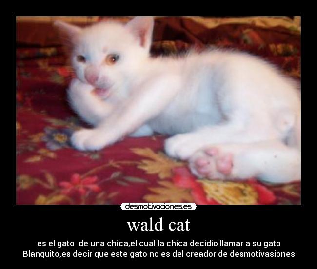 wald cat - es el gato  de una chica,el cual la chica decidio llamar a su gato
Blanquito,es decir que este gato no es del creador de desmotivasiones