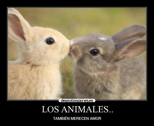LOS ANIMALES.. -