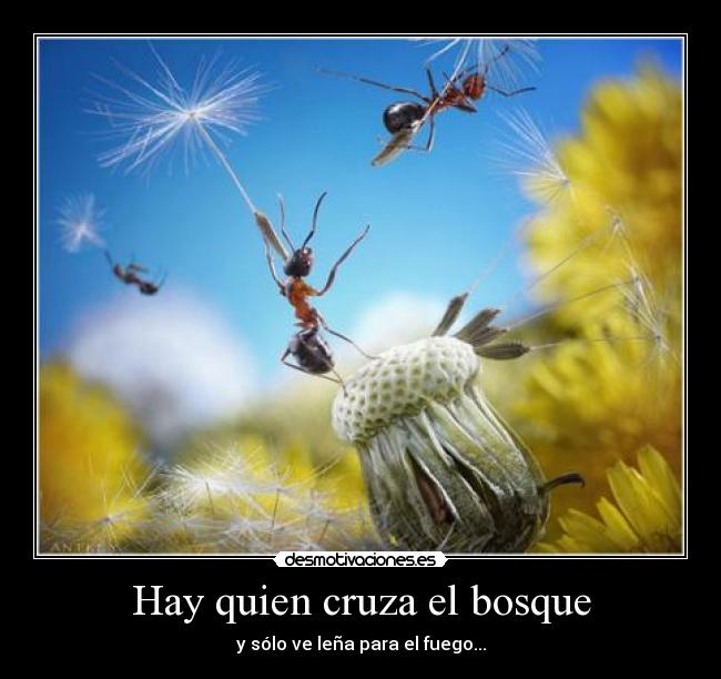 Hay quien cruza el bosque - y sólo ve leña para el fuego...