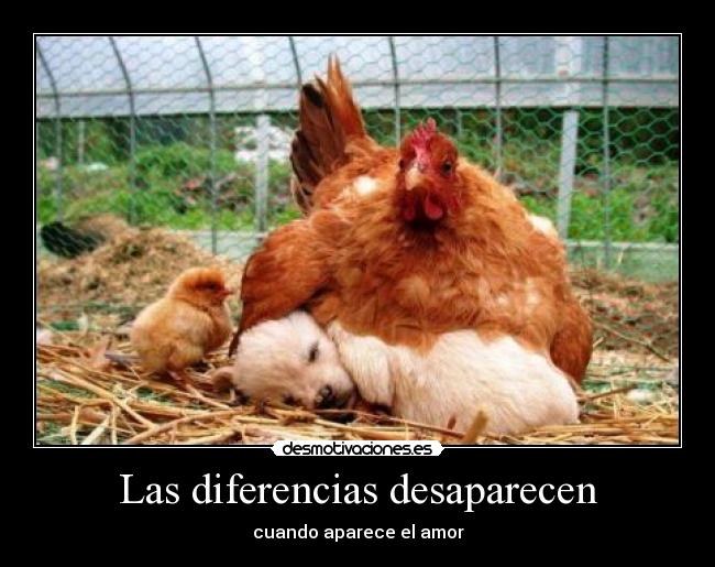 Las diferencias desaparecen - 