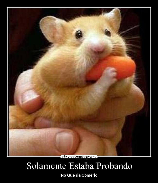 Solamente Estaba Probando - 