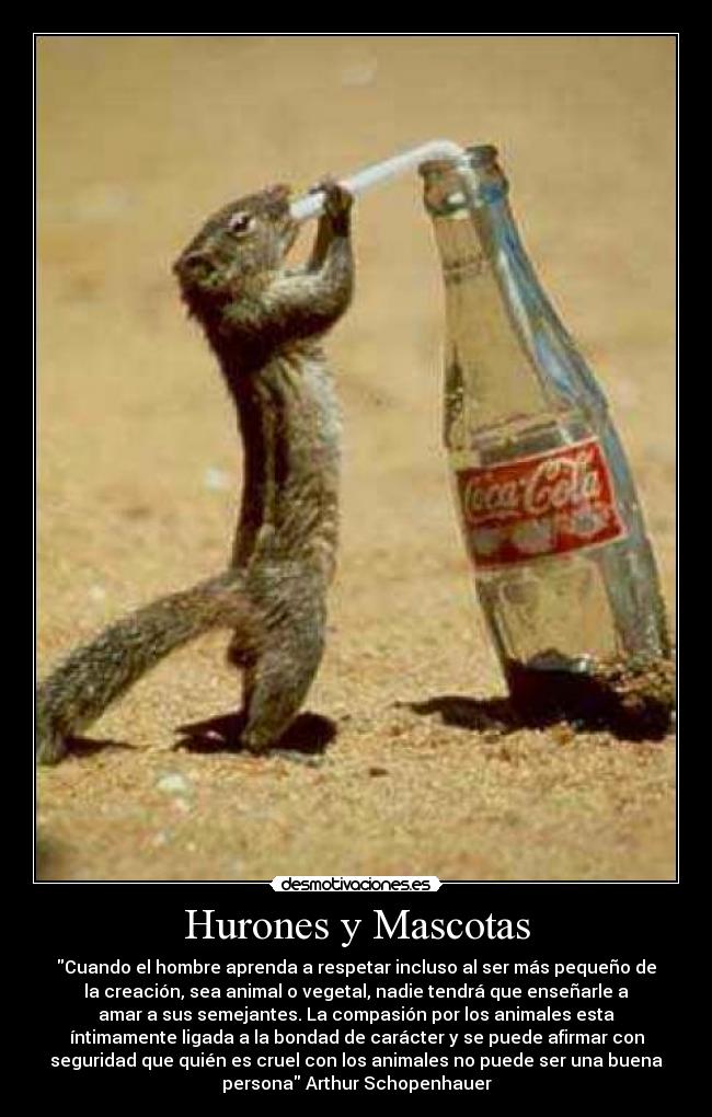 Hurones y Mascotas -