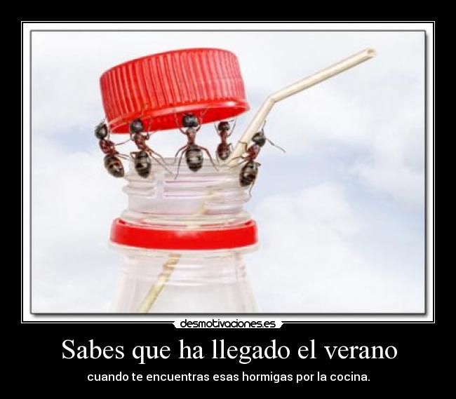 Sabes que ha llegado el verano - cuando te encuentras esas hormigas por la cocina.