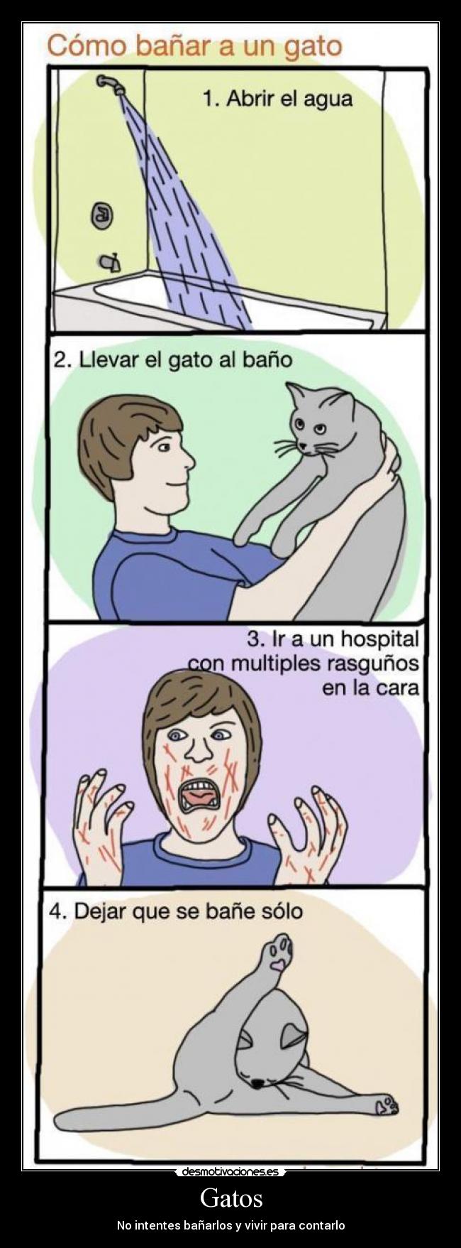 Gatos - No intentes bañarlos y vivir para contarlo