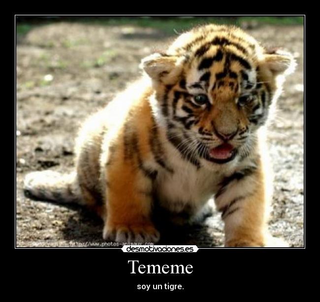 Tememe - soy un tigre.
