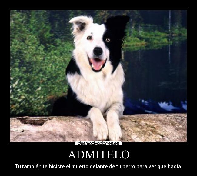 ADMITELO - Tu también te hiciste el muerto delante de tu perro para ver que hacia.