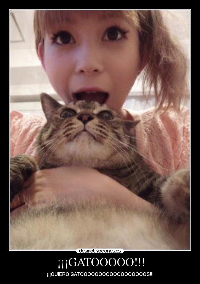 ¡¡¡GATOOOOO!!! - ¡¡¡QUIERO GATOOOOOOOOOOOOOOOOOOS!!!