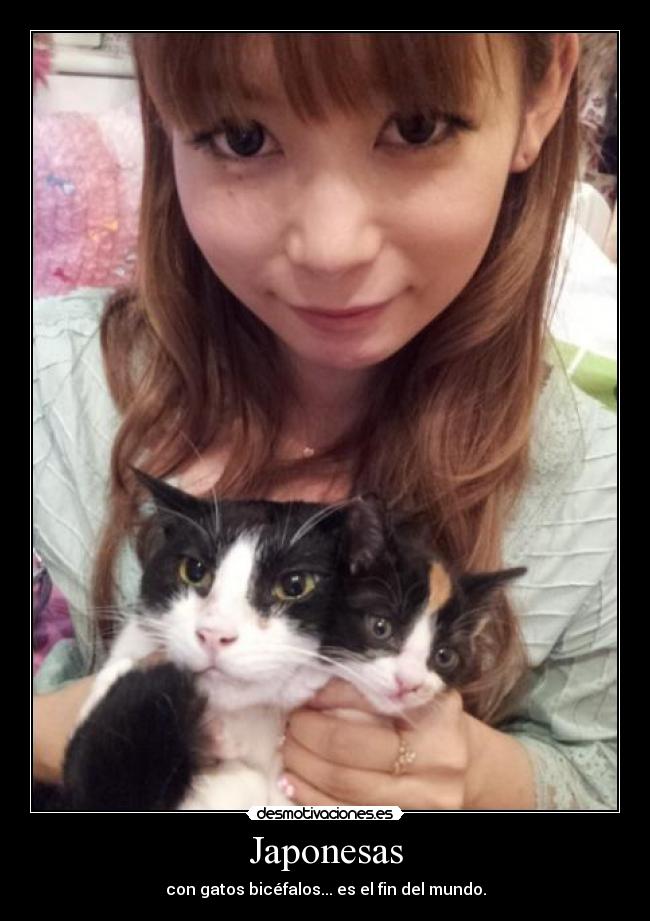 Japonesas - con gatos bicéfalos... es el fin del mundo.