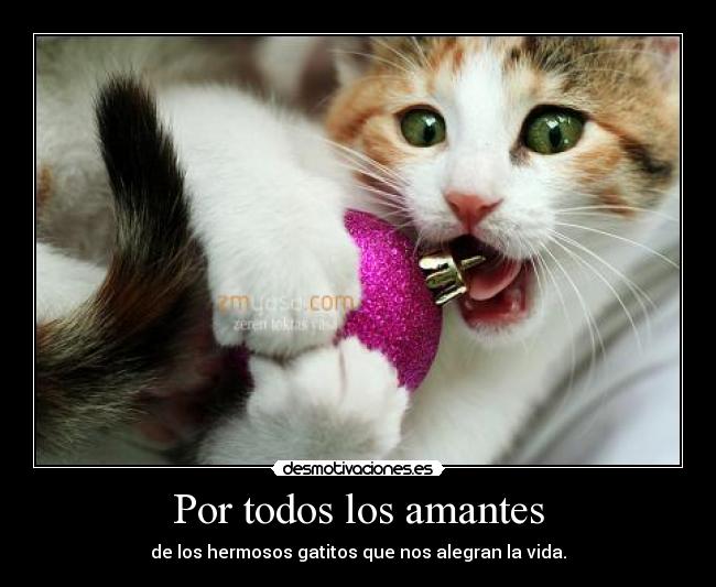 Por todos los amantes - de los hermosos gatitos que nos alegran la vida.