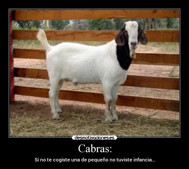 Cabras: - Si no te cogiste una de pequeño no tuviste infancia...