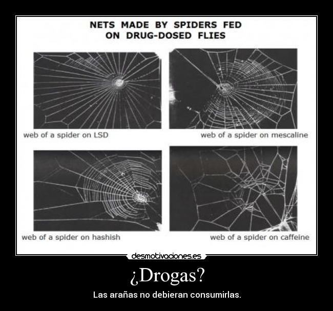 ¿Drogas? - Las arañas no debieran consumirlas.
