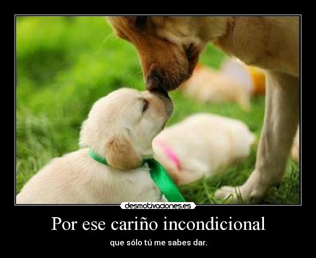 Por ese cariño incondicional - 
