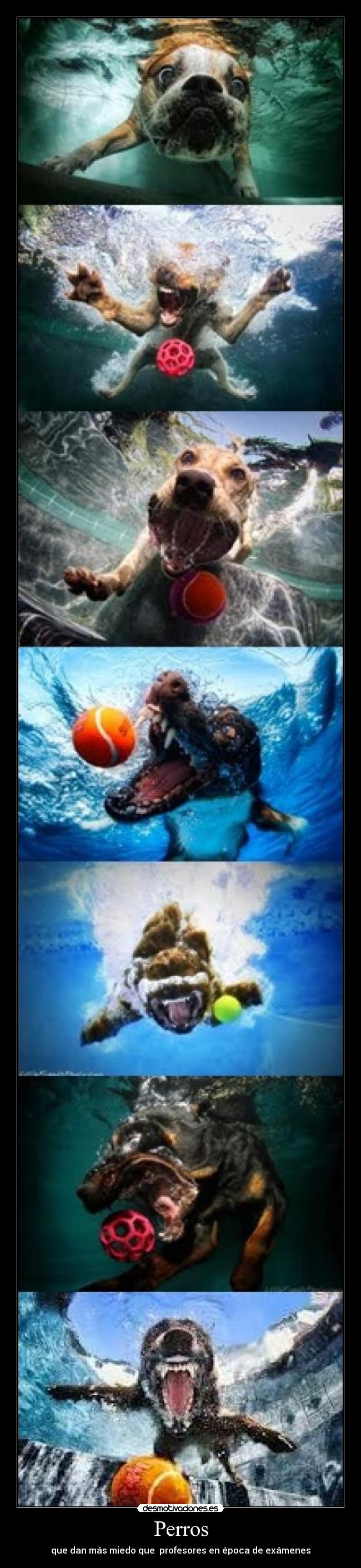 Perros - que dan más miedo que profesores en época de exámenes