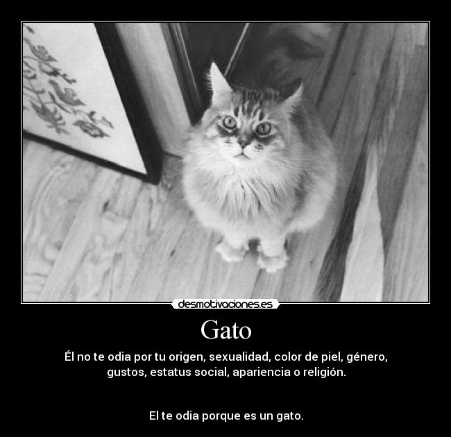 Gato -
