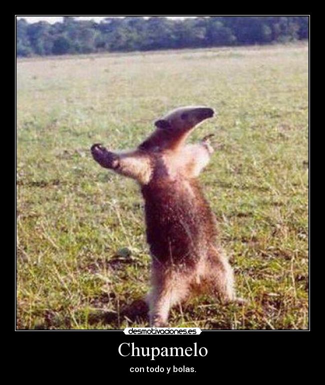 Chupamelo - con todo y bolas.