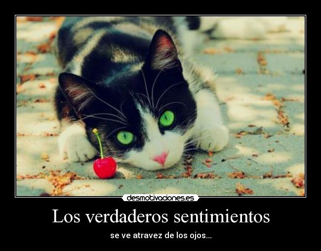 Los verdaderos sentimientos - se ve atravez de los ojos...