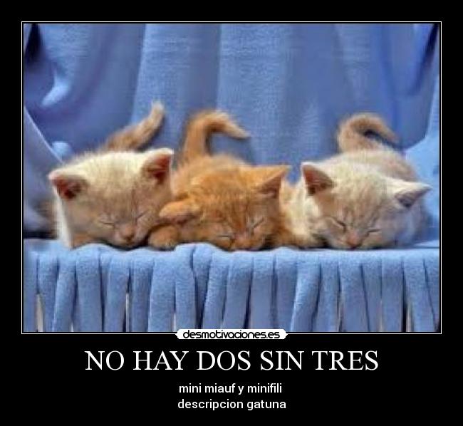 NO HAY DOS SIN TRES - mini miauf y minifili
descripcion gatuna