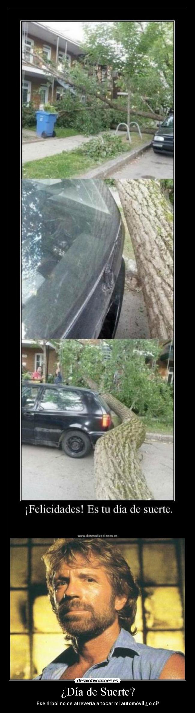 ¿Día de Suerte? - Ese árbol no se atrevería a tocar mi automóvil ¿ o si?