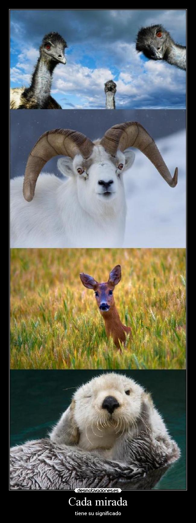 carteles las miradas desmotivaciones