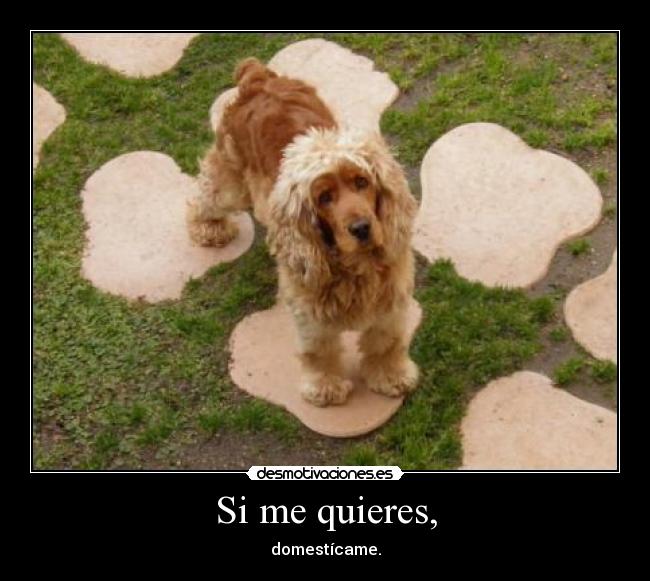 Si me quieres, -