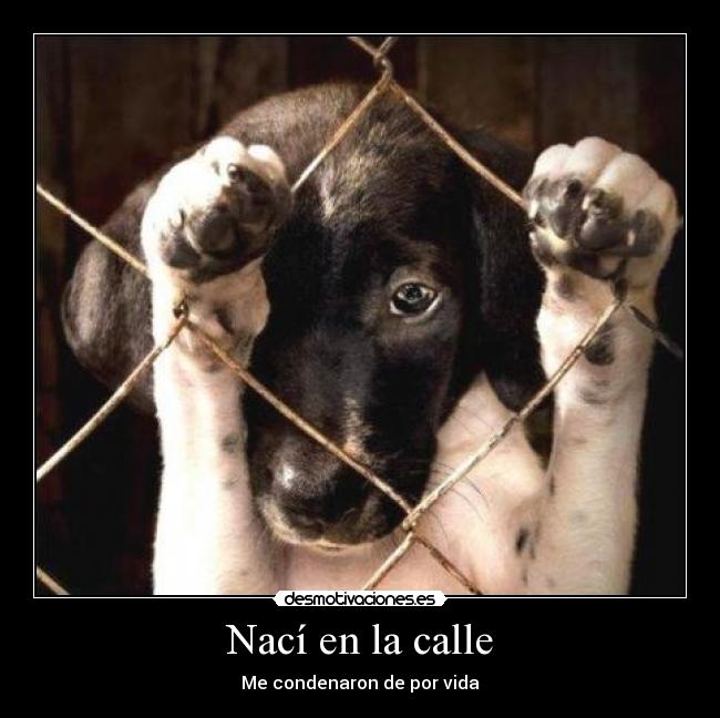 carteles noalmaltratoanimal desmotivaciones