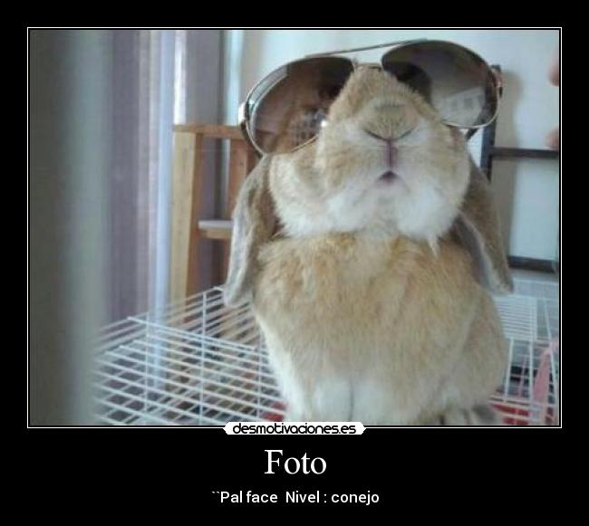 Foto - ``Pal face Nivel : conejo