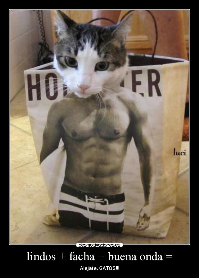 lindos + facha + buena onda = - Alejate, GATOS!!!