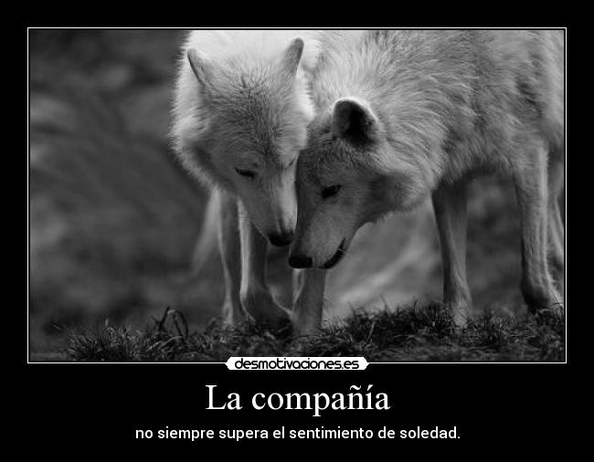 La compañía - no siempre supera el sentimiento de soledad.