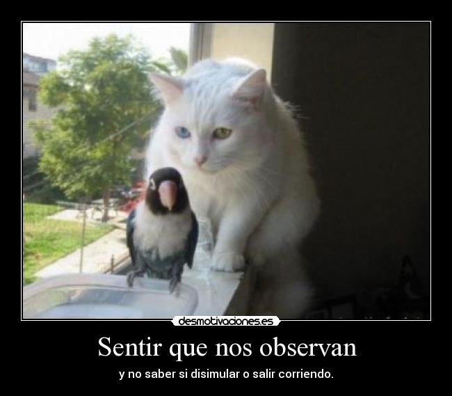 Sentir que nos observan - 