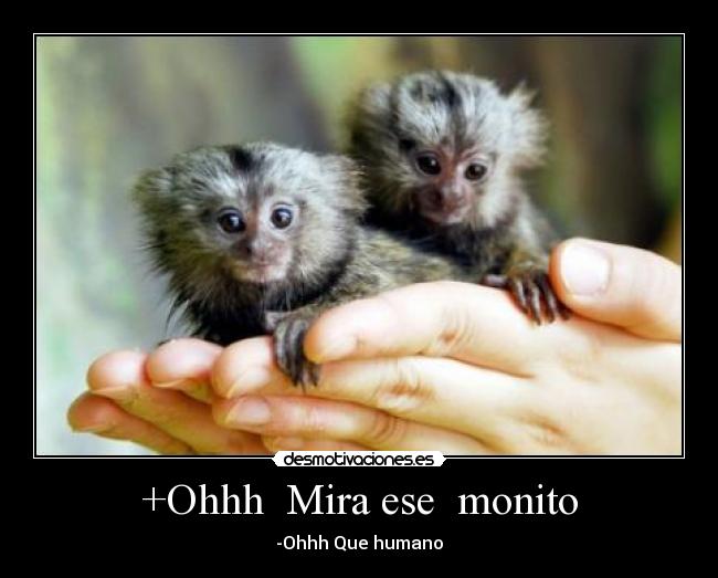 +Ohhh Mira ese monito -