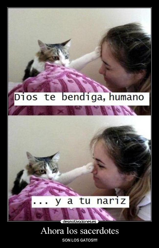 Ahora los sacerdotes - SON LOS GATOS!!!!