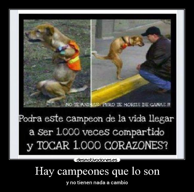 carteles que perrito desmotivaciones