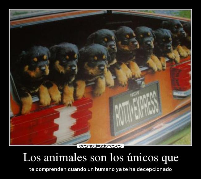 Los animales son los únicos que -