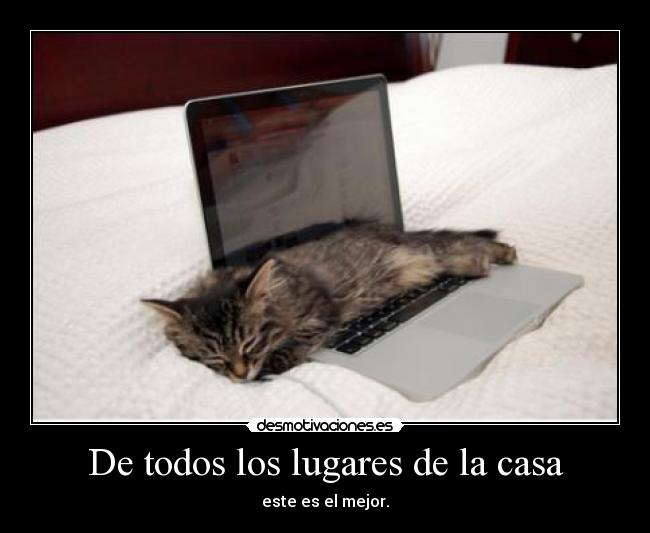 carteles casa miauburro miauduermo miau desmotivaciones