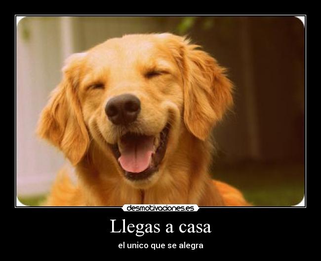 Llegas a casa - el unico que se alegra