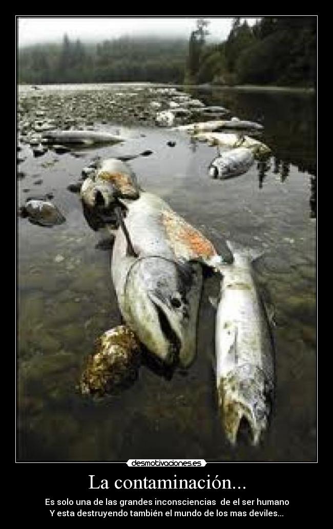 La contaminación... - Es solo una de las grandes inconsciencias de el ser humano
Y esta destruyendo también el mundo de los mas deviles...