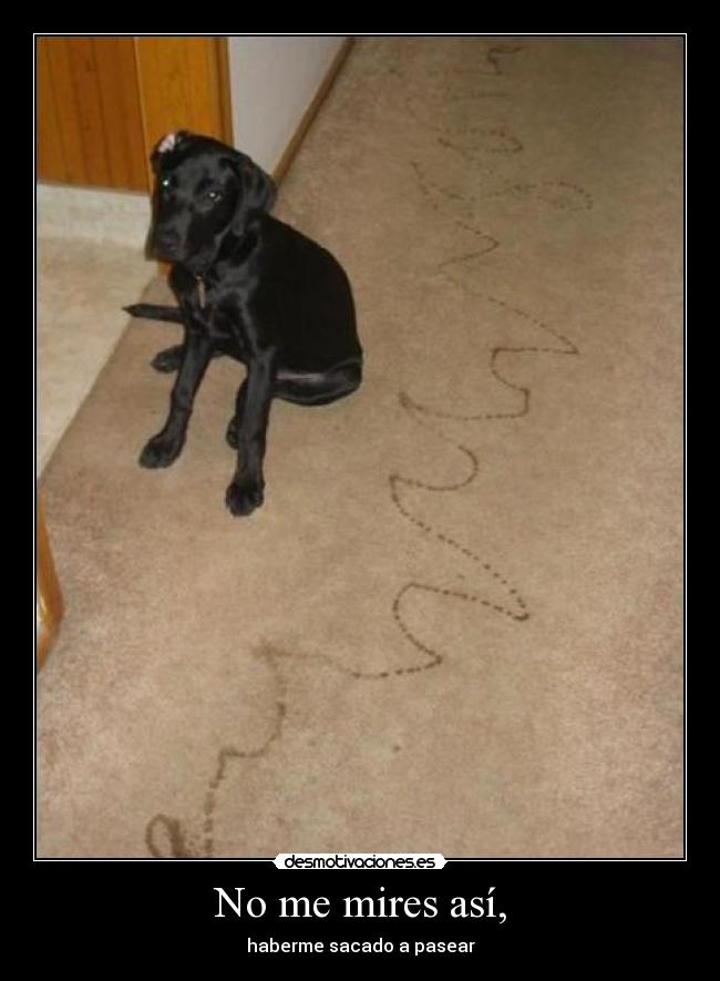 No me mires así, - haberme sacado a pasear