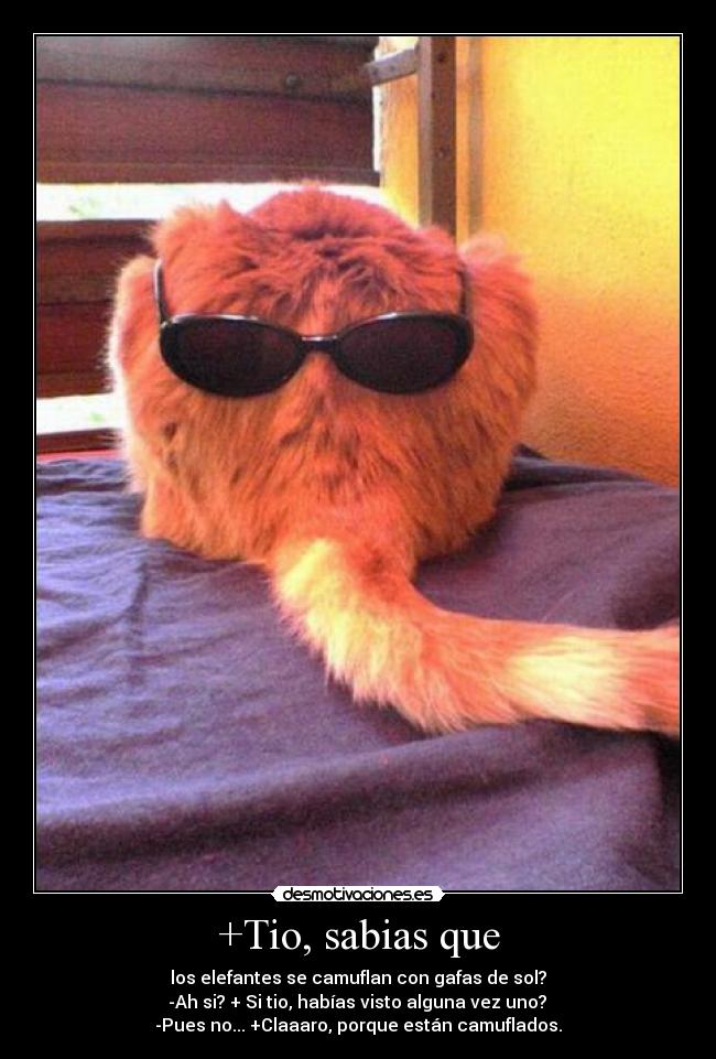 +Tio, sabias que - los elefantes se camuflan con gafas de sol?
-Ah si? + Si tio, habías visto alguna vez uno?
-Pues no... +Claaaro, porque están camuflados.