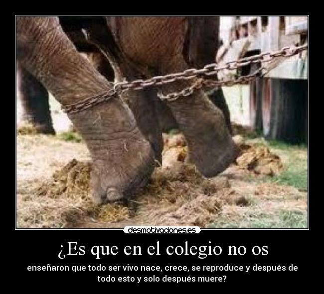 ¿Es que en el colegio no os - enseñaron que todo ser vivo nace, crece, se reproduce y después de
todo esto y solo después muere?