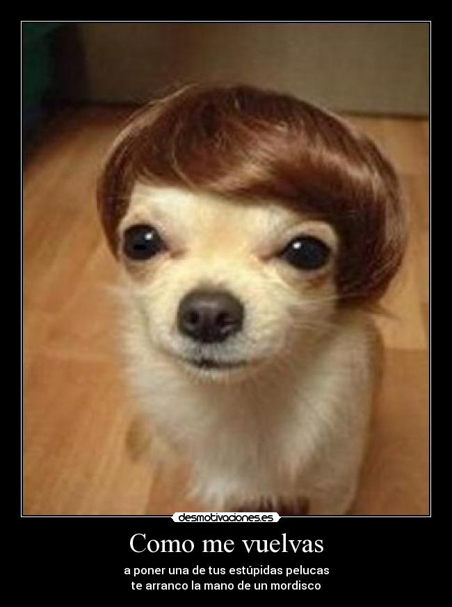 Como me vuelvas - a poner una de tus estúpidas pelucas
te arranco la mano de un mordisco