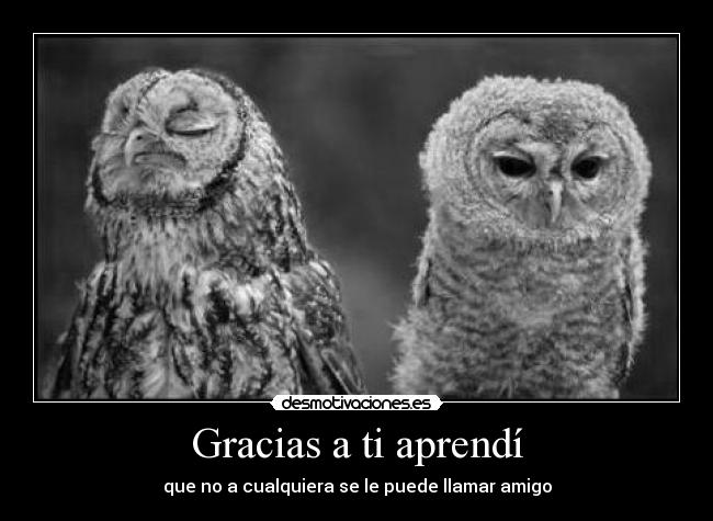 Gracias a ti aprendí -