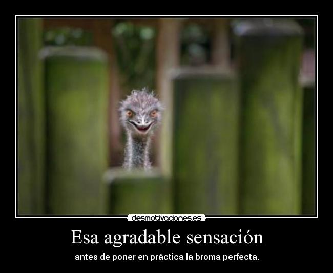 Esa agradable sensación - 