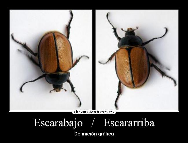 Escarabajo   /   Escararriba - 
