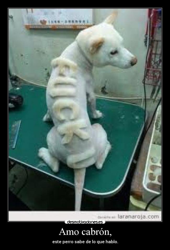 Amo cabrón, - este perro sabe de lo que hablo.