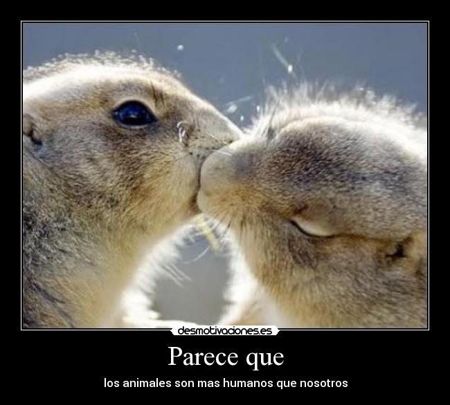 Parece que - los animales son mas humanos que nosotros