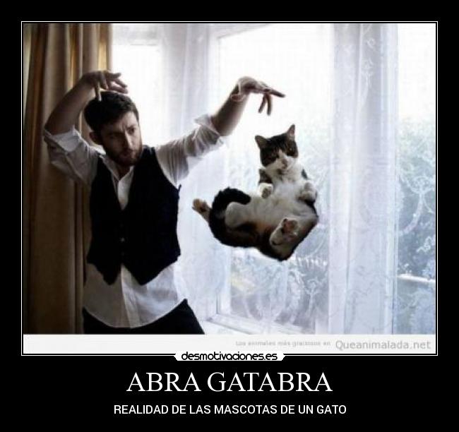 ABRA GATABRA - REALIDAD DE LAS MASCOTAS DE UN GATO
