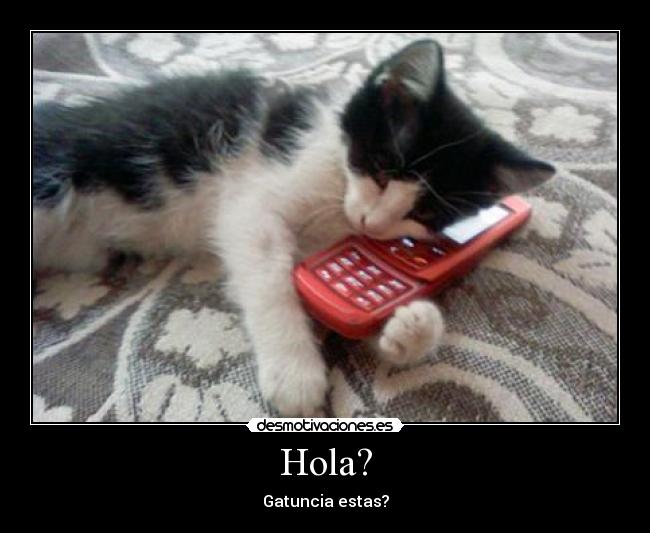 Hola? - Gatuncia estas?