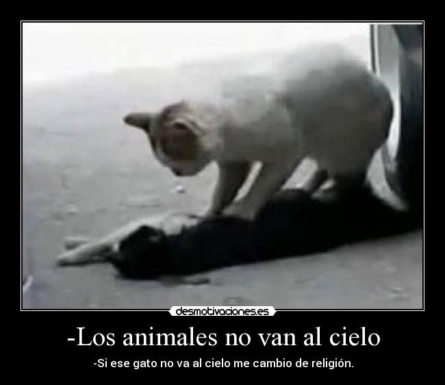 -Los animales no van al cielo - -Si ese gato no va al cielo me cambio de religión.